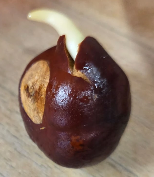 Sweet chestnut tree nut sprouting