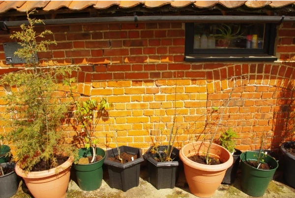 Brick workshop exterior with young trees in plant pots lined up outside.